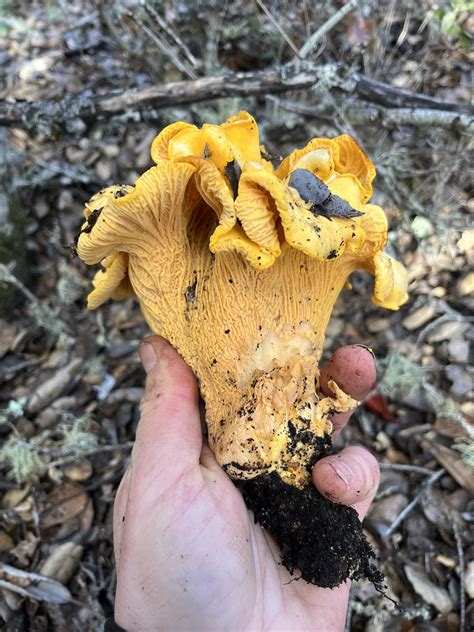 Cantharellus Californicus : r/Mushrooms