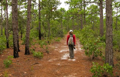 Carolina Beach State Park, NC: 9 Pieces of Advice from Campers