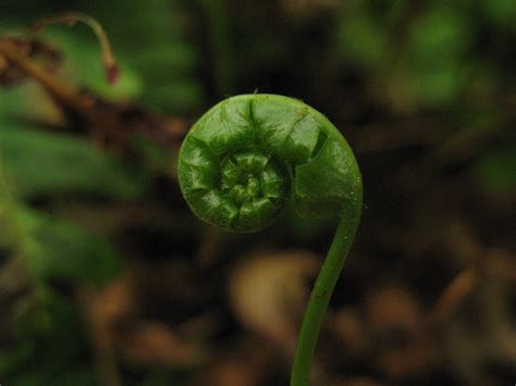 Botanical: Understanding Fibonacci in Nature