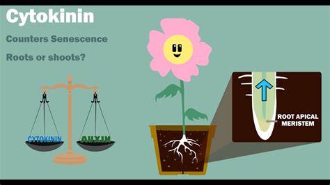 Cytokinins In Plants