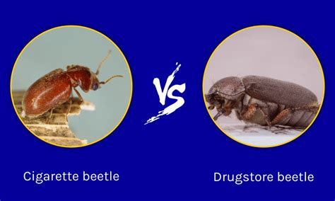 Cigarette Beetle vs Drugstore Beetle: What are the Differences? - IMP WORLD