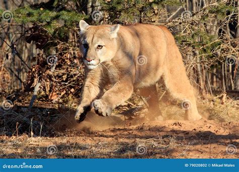 Mountain Lion Running Towards Deer Stock Photo - Image of claws, deer ...