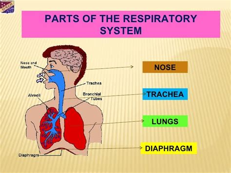 UNIT 2 HOW OUR BODY WORKS. | Toñi´s class | EducaMadrid