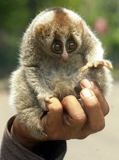 cuscus - Google Search | Cute animals, Animals beautiful, Animals wild