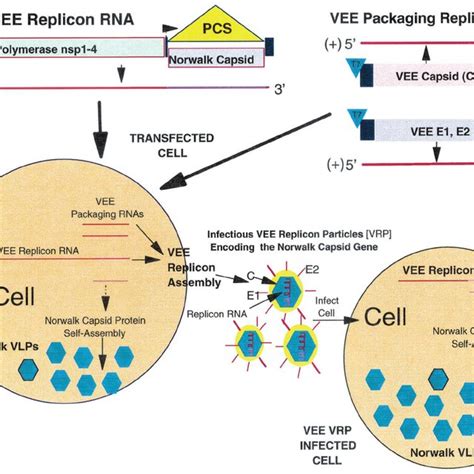 (PDF) Expression and Self-Assembly of Norwalk Virus Capsid Protein from Venezuelan Equine ...