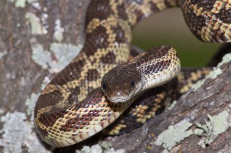 Texas Rat Snake (Elaphe obsoleta lindheimeri) AKA Lindheimer's Rat Snake