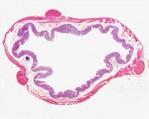 Gastrointestinal Tract - Colon Histology - Embryology