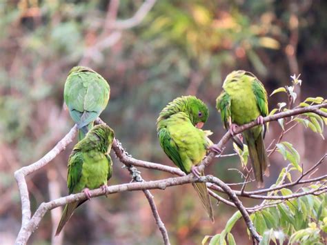 Green Parakeets – The Experienced Intermediate Birder