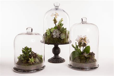 Cloche Terrarium