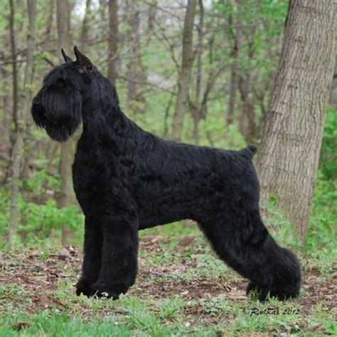 Total 122+ images giant schnauzer grooming - Viaterra.mx