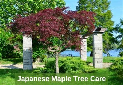 Japanese Maple Tree Care - Multigardening