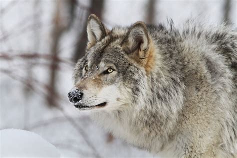 Gray wolf (North America) | Get your info here