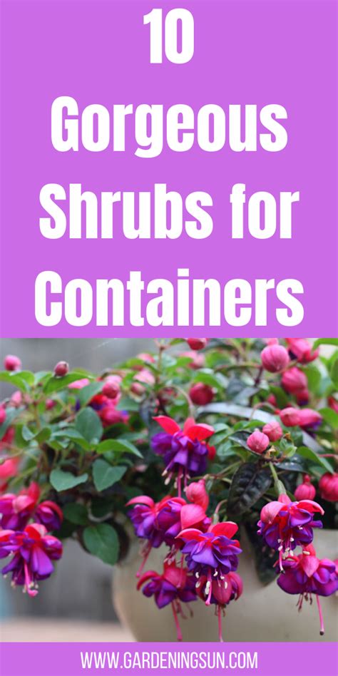 10 Gorgeous Shrubs for Containers - Gardening Sun