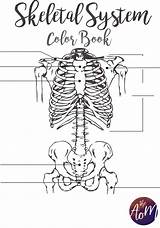 Printable Skeletal System Coloring Pages  Templates sketch template