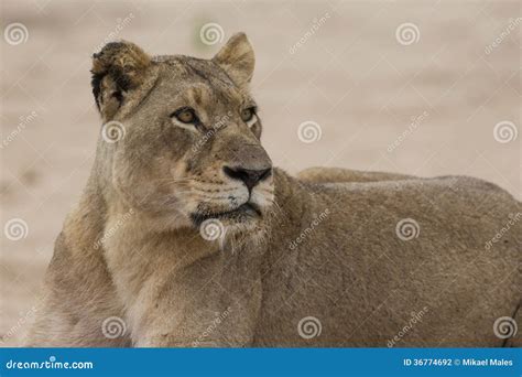 Eyes on prey stock photo. Image of carnivore, animal - 36774692