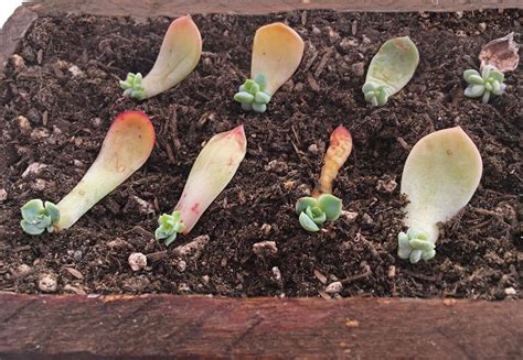 Propagating Succulents from Leaves | The Succulent Eclectic