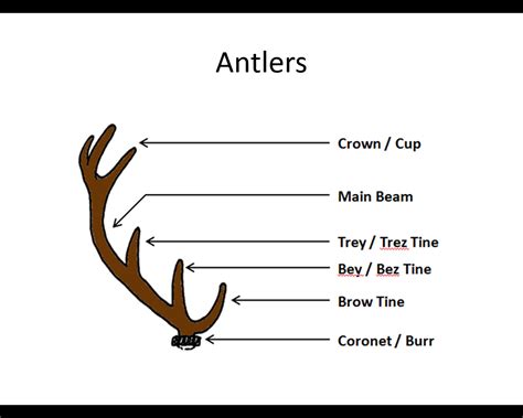 Deer Antler Diagram