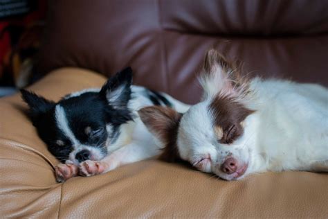 Chihuahua Temperament Male vs Female