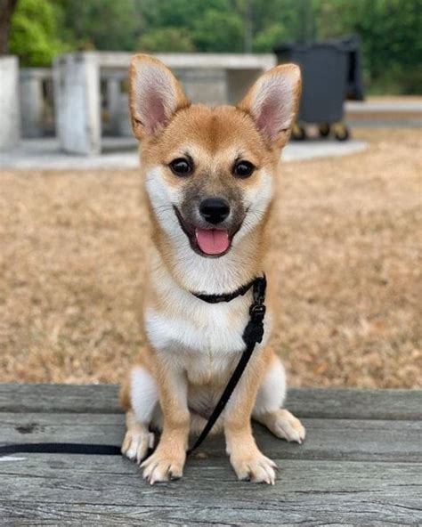 Shiba Inu Pomeranian Mix Puppies