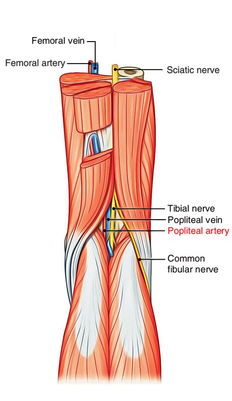 Easy Notes On 【Popliteal Artery】Learn in Just 4 Minutes!