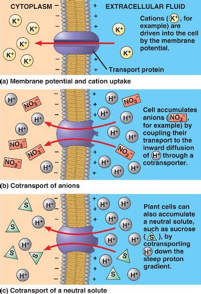 proton_transport.html 36_04PlantCellSoluteTrans.jpg