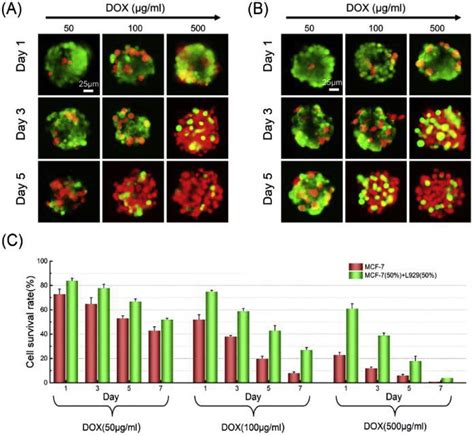 Live-dead cell staining of homospheroids (A) generated by MCF-7 cells... | Download Scientific ...