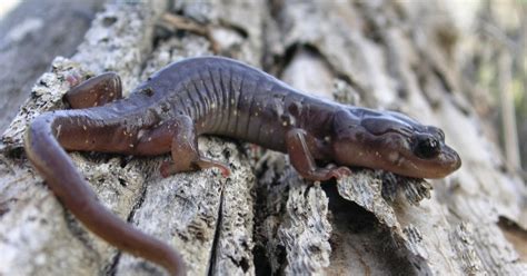 Nature ID: arboreal salamander ~ 03/10/14 ~ Midpen Preserve