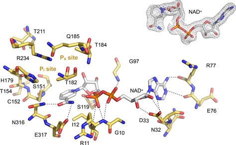 Frontiers | The structure of Leptospira interrogans GAPDH sheds light ...