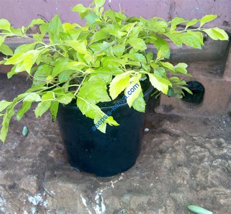 Golden Duranta - Asepsis Limited