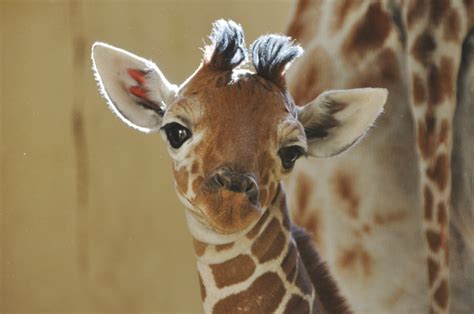 Cute animal picture of the day: baby giraffe