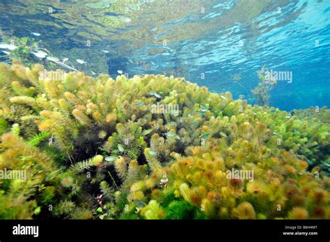 Chara algae hi-res stock photography and images - Alamy