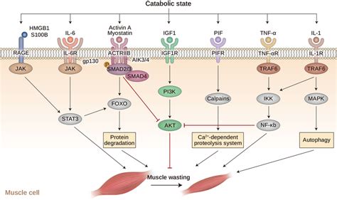 Catabolic pathways lead to muscle atrophy. During catabolic states,... | Download Scientific Diagram