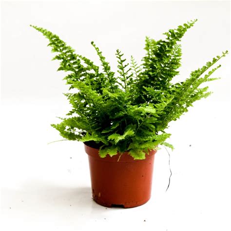 Nephrolepis exaltata 'Corditas' — Plant Wholesale FlorAccess