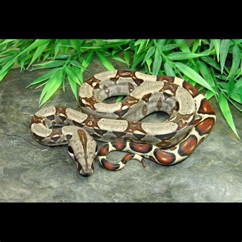 Red boa constrictor - rewardhrom