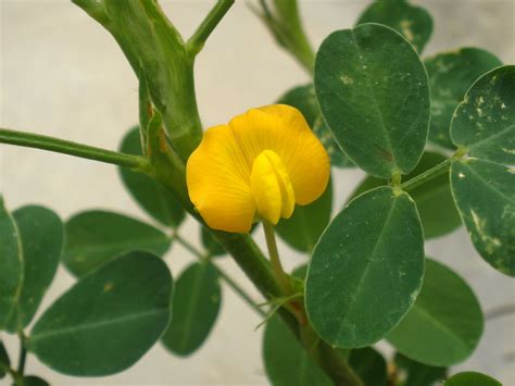 Arachis hypogaea (Fabaceae) image 16873 at PhytoImages.siu.edu