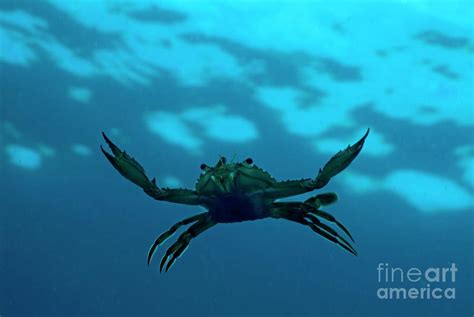 Crab Swimming In The Blue Water by Sami Sarkis