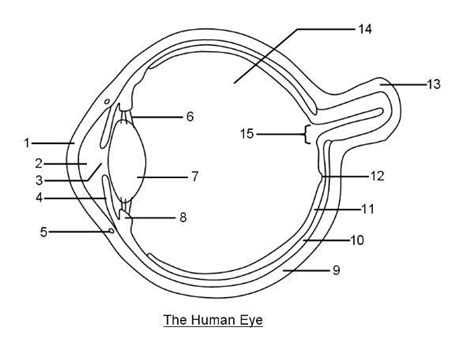 the eye labeling Diagram | Quizlet