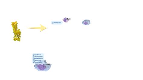 Inflammation & Tissue Injury - Phytecs