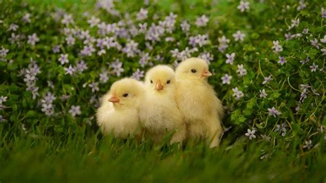 Baby Chicken Wallpapers - Wallpaper Cave