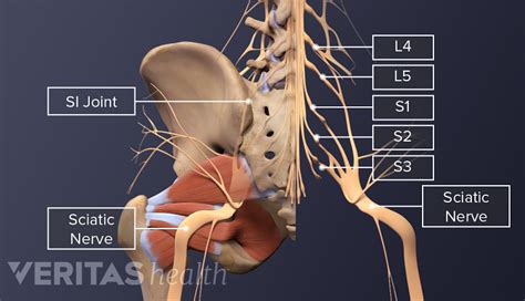 Spinal Cord and Spinal Nerve Roots | Spine-health