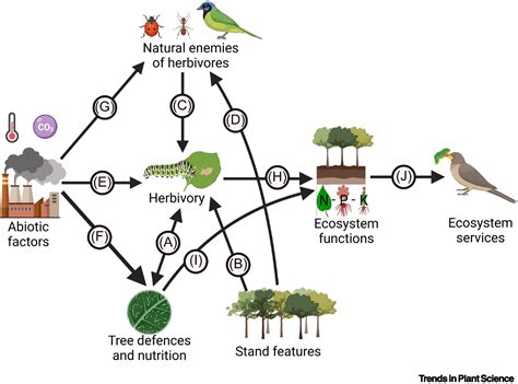 Linking herbivory and ecosystem services in urban forests: Trends in ...