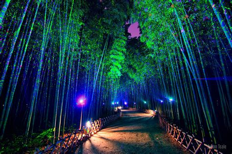 Bamboo Forest on the banks of Taehwa River at night, Jung District, Ulsan [2048×1365 ...