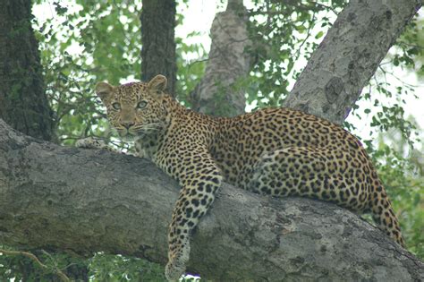 Jaguar - South Africa | Africa, Jaguar, South africa