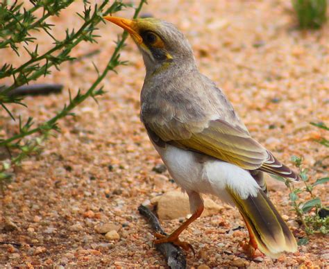 Richard Waring's Birds of Australia: Yellow-throated Miner