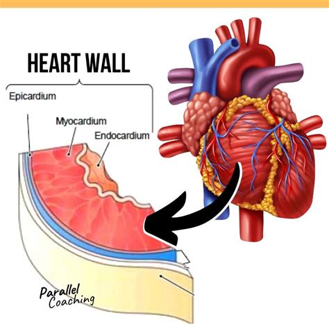 What is the Inner Most Layer of The Heart Wall Called?