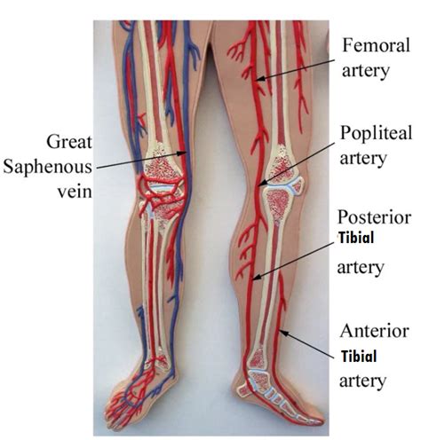 Anterior Tibial Artery Model