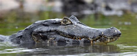 Caiman in the Water. the Yacare Caiman Caiman Yacare, Also Known Commonly As the Jacare Caiman ...