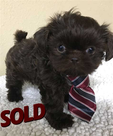 teacup shih tzu puppies for sale | imperial shih tzu puppies for sale ...