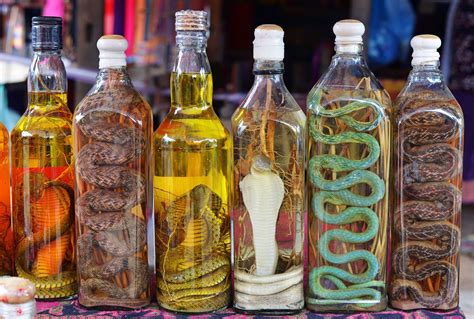 The false promise of snake wine in Southeast Asia | Salon.com