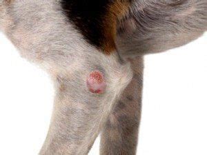 Malignant Melanoma | Texas West Animal Health